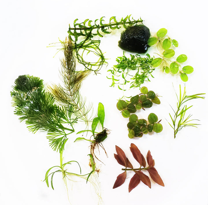 Mystery Plant Trim Package - Windy City Aquariums
