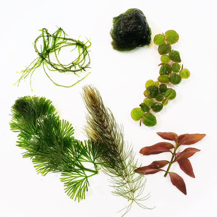 Mystery Plant Trim Package - Windy City Aquariums