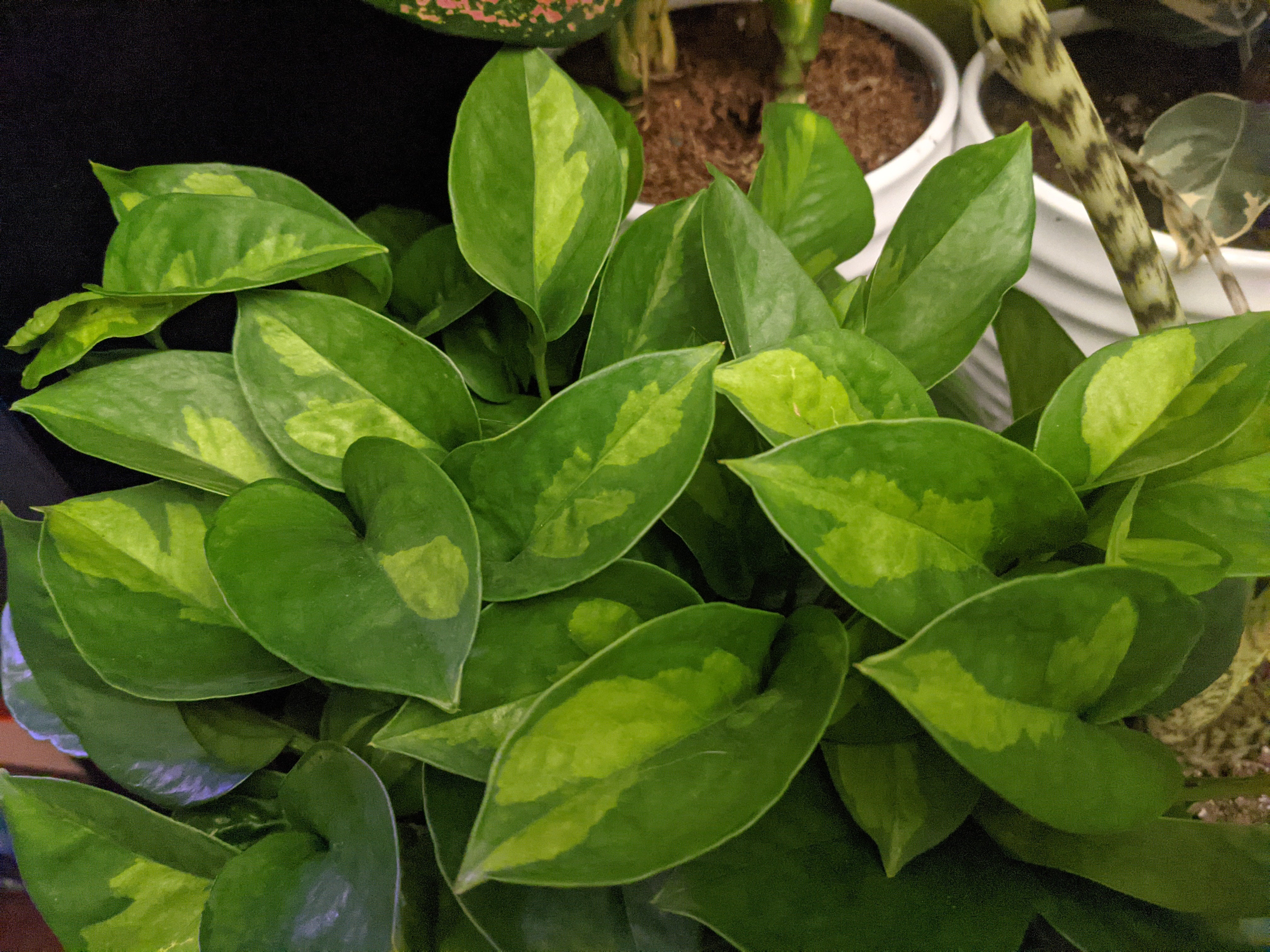 Global Green Pothos