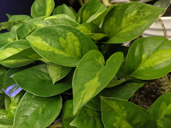 Global Green Pothos