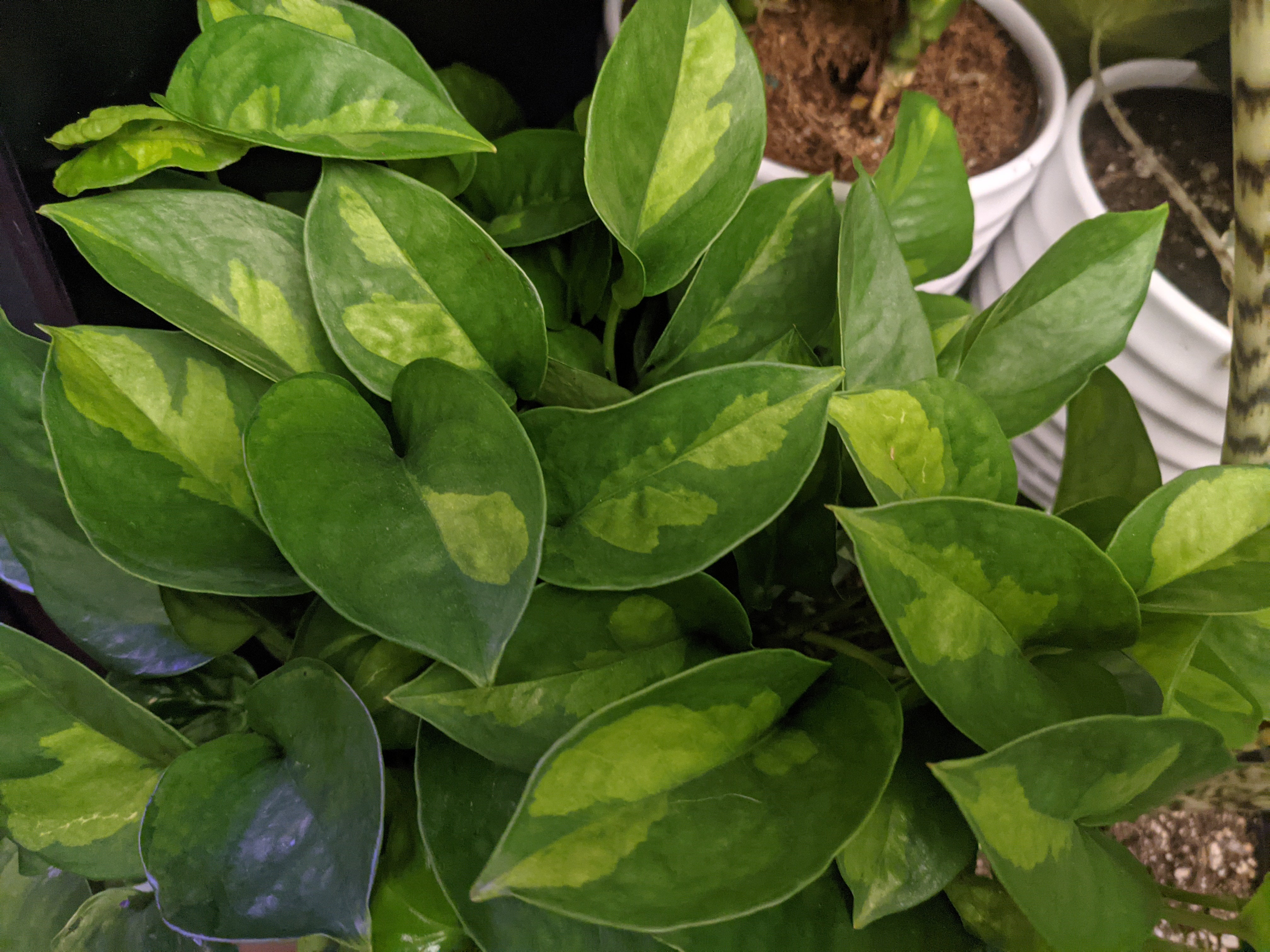 Global Green Pothos