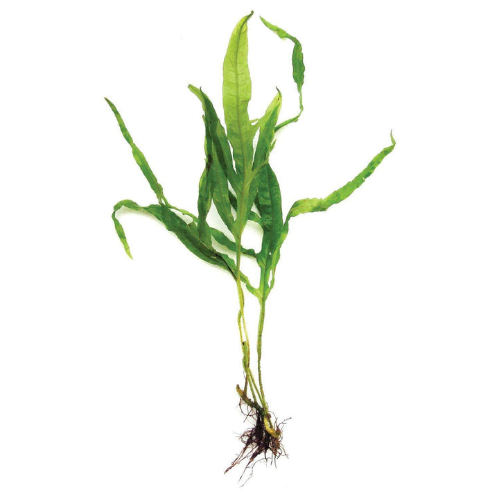 Java Fern "Trident" (Microsorum Pteropus) - Windy City Aquariums