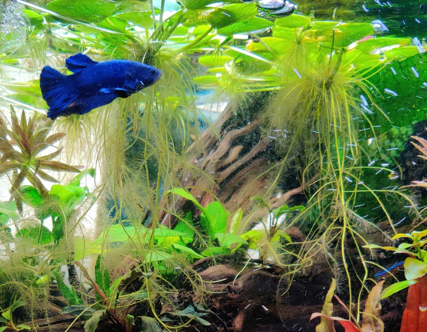 Amazon Frogbit | Live Floating Aquarium Plants | Windy City Aquariums