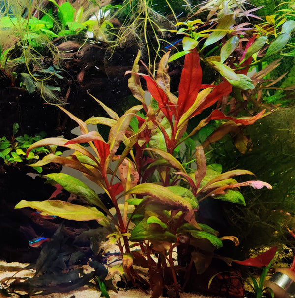 Scarlet Temple (Alternanthera Reineckii) - Windy City Aquariums