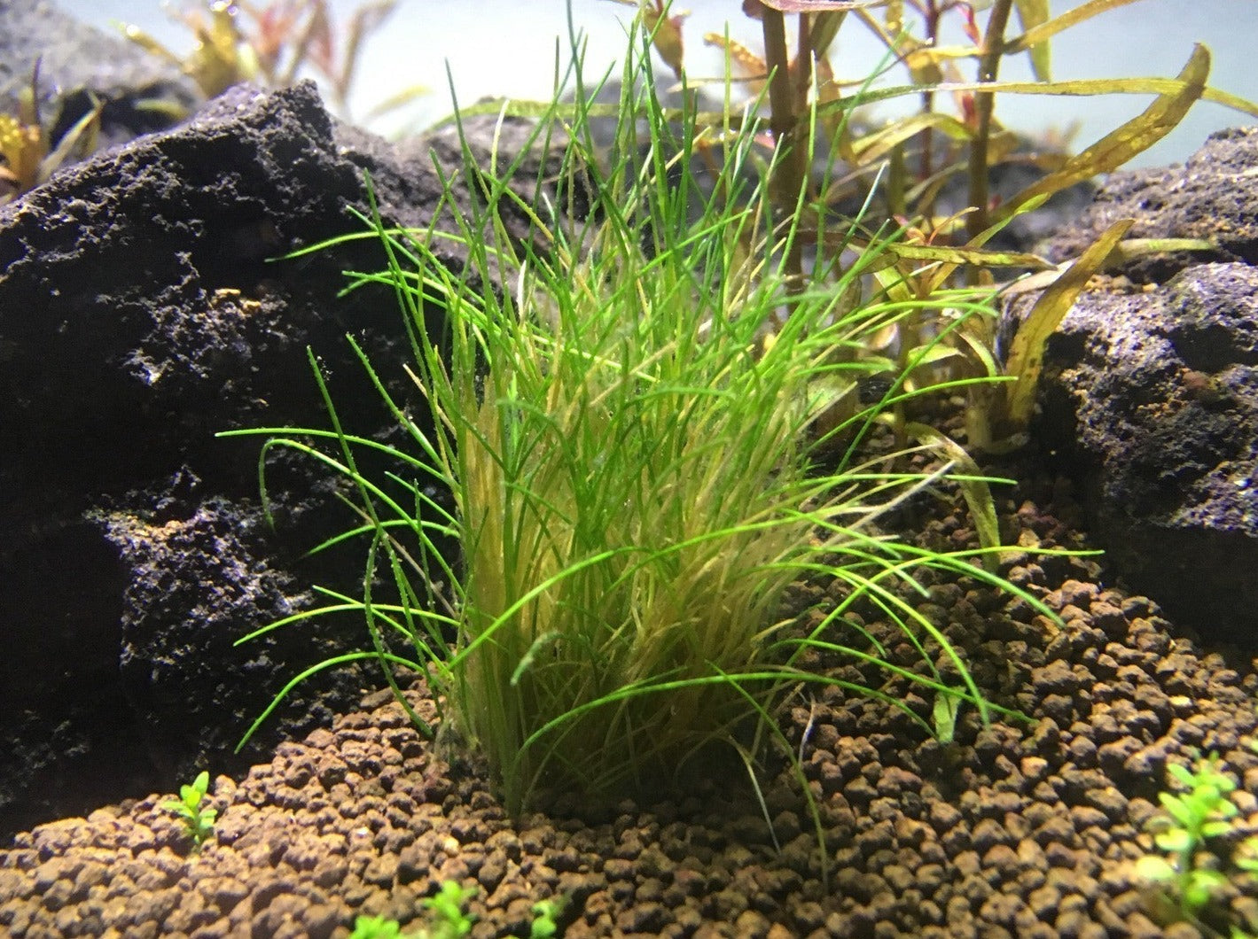 Dwarf Hairgrass | Carpeting Aquarium Plant | Windy City Aquariums