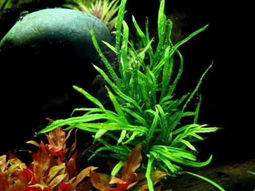 Java Fern "Trident" (Microsorum Pteropus) - Windy City Aquariums