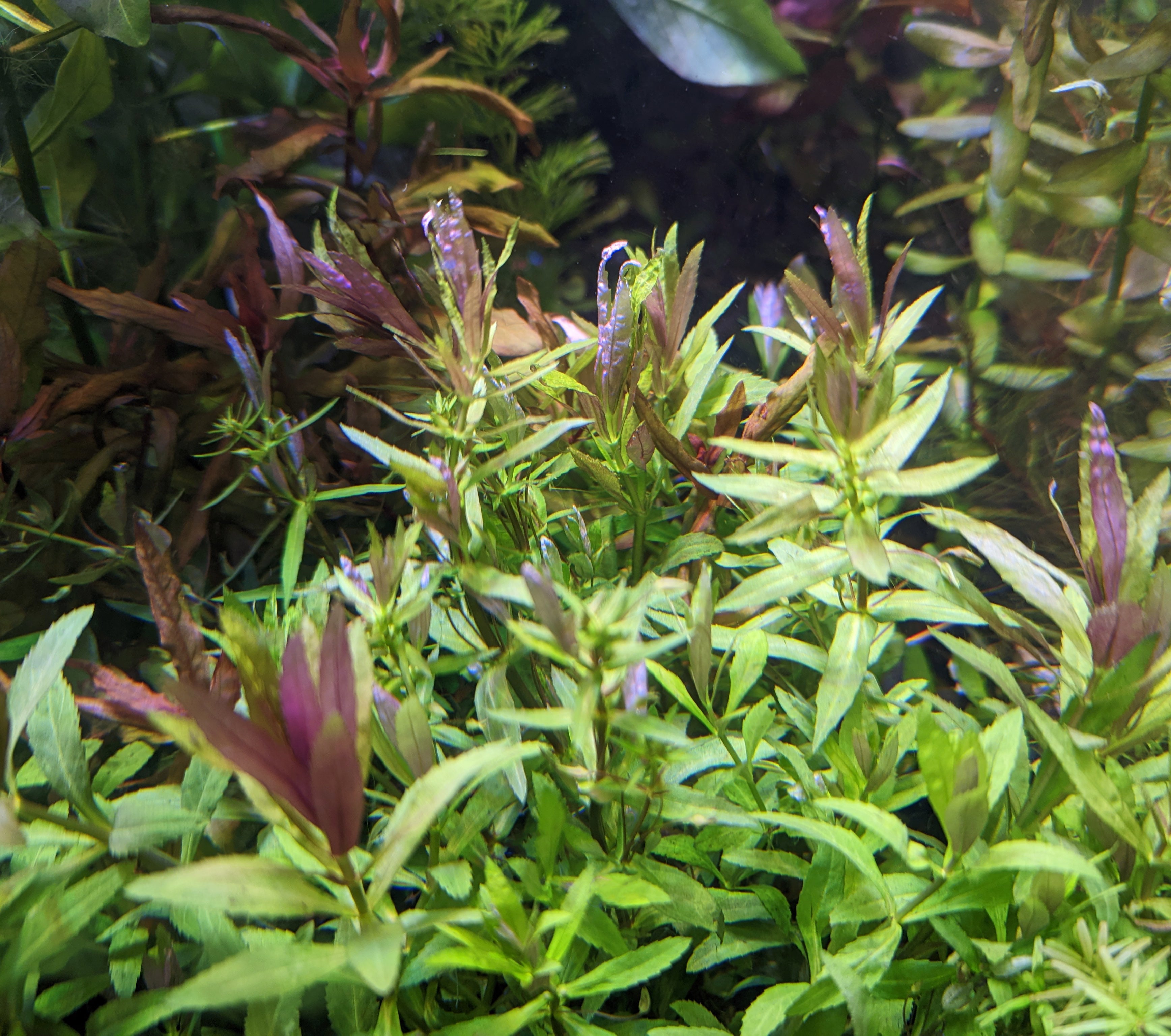 Limnophila Hippuridoides