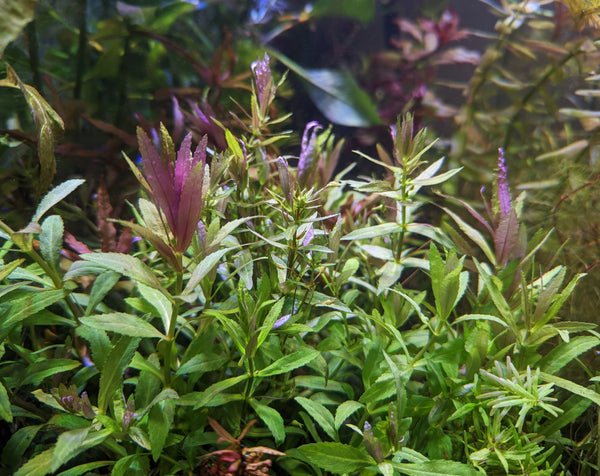 Limnophila Hippuridoides