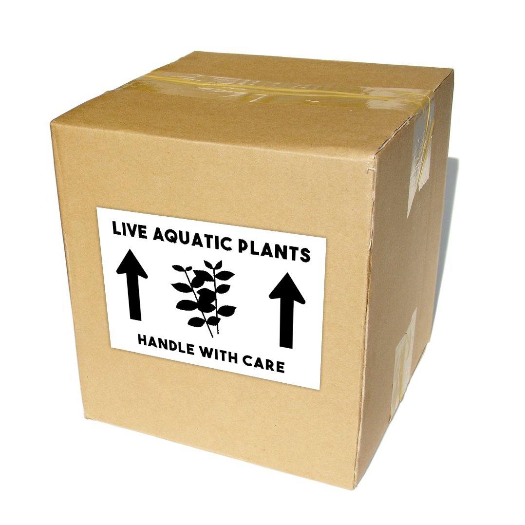 Live Aquatic Plants Shipping Labels 4x6" - Windy City Aquariums