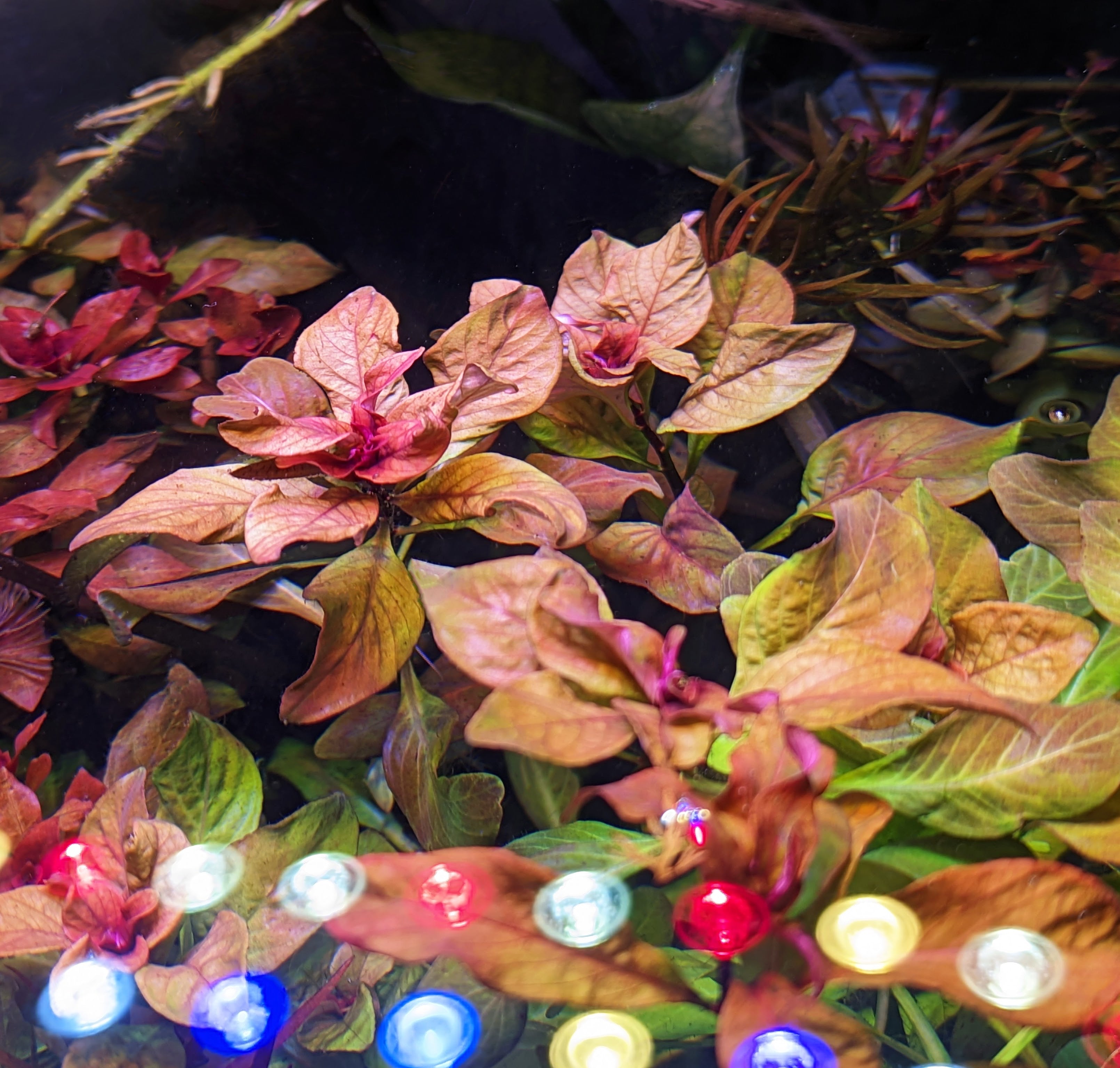 Ludwigia Inclinata "Cuba"