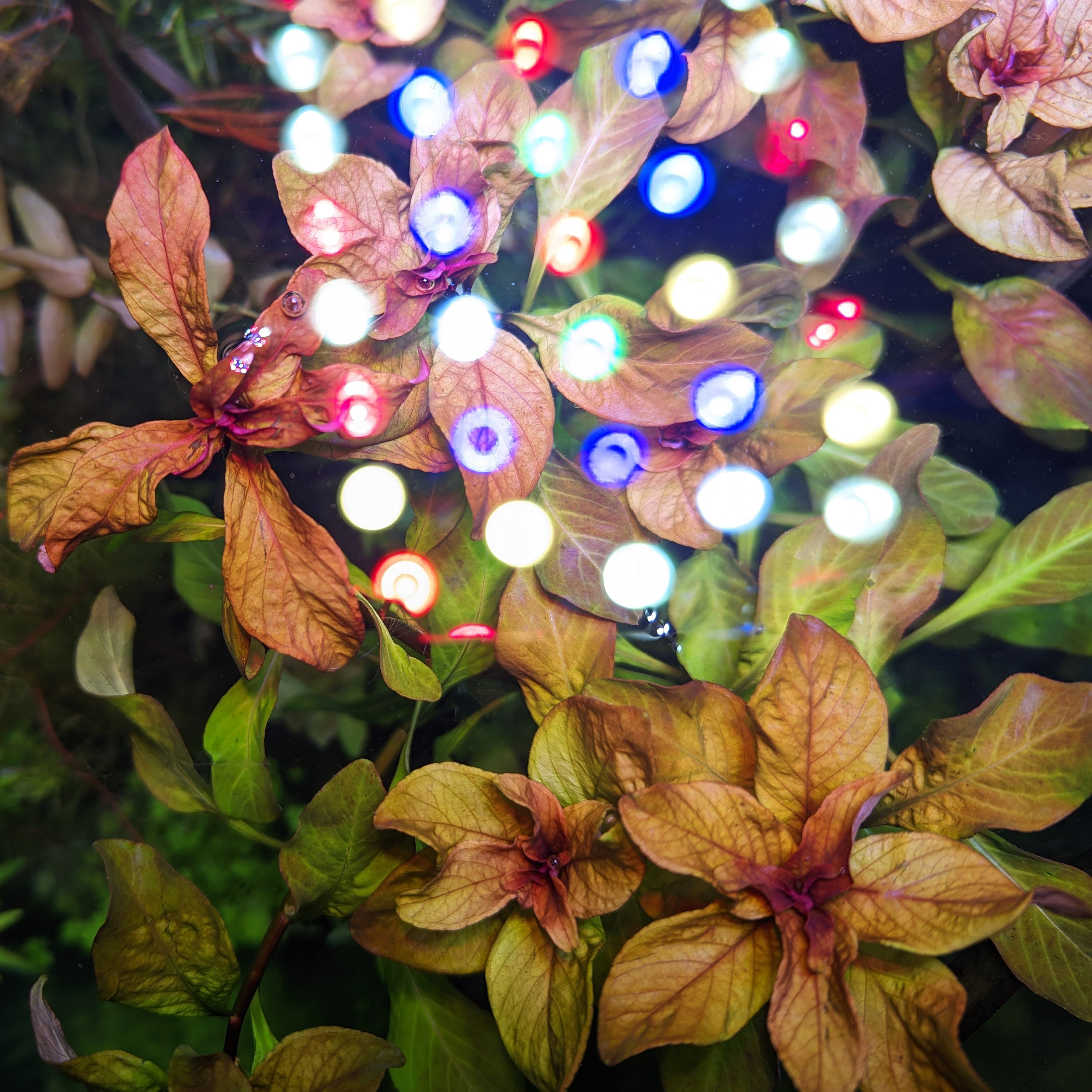 Ludwigia Inclinata "Cuba"