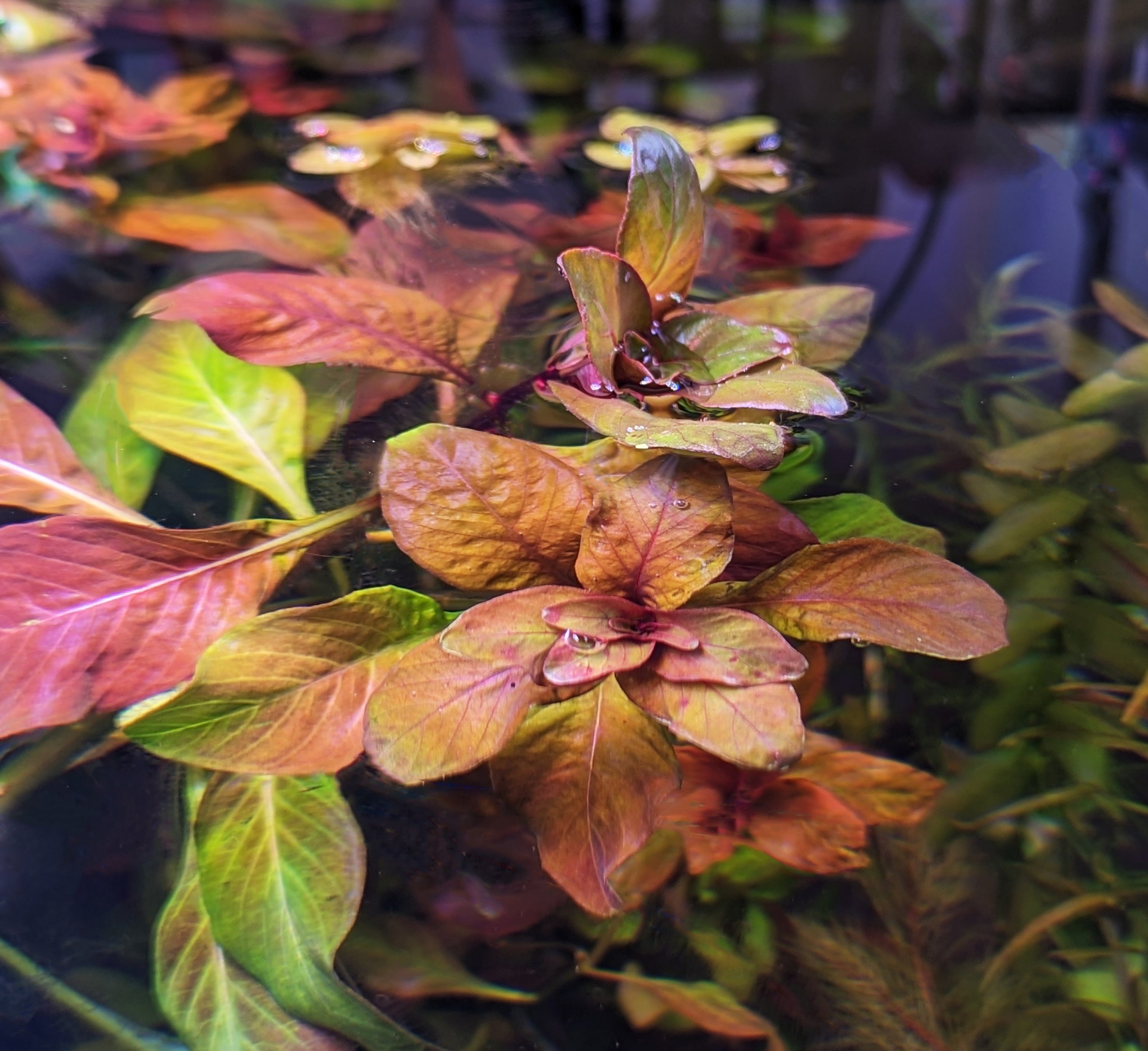 Ludwigia Inclinata "Cuba"