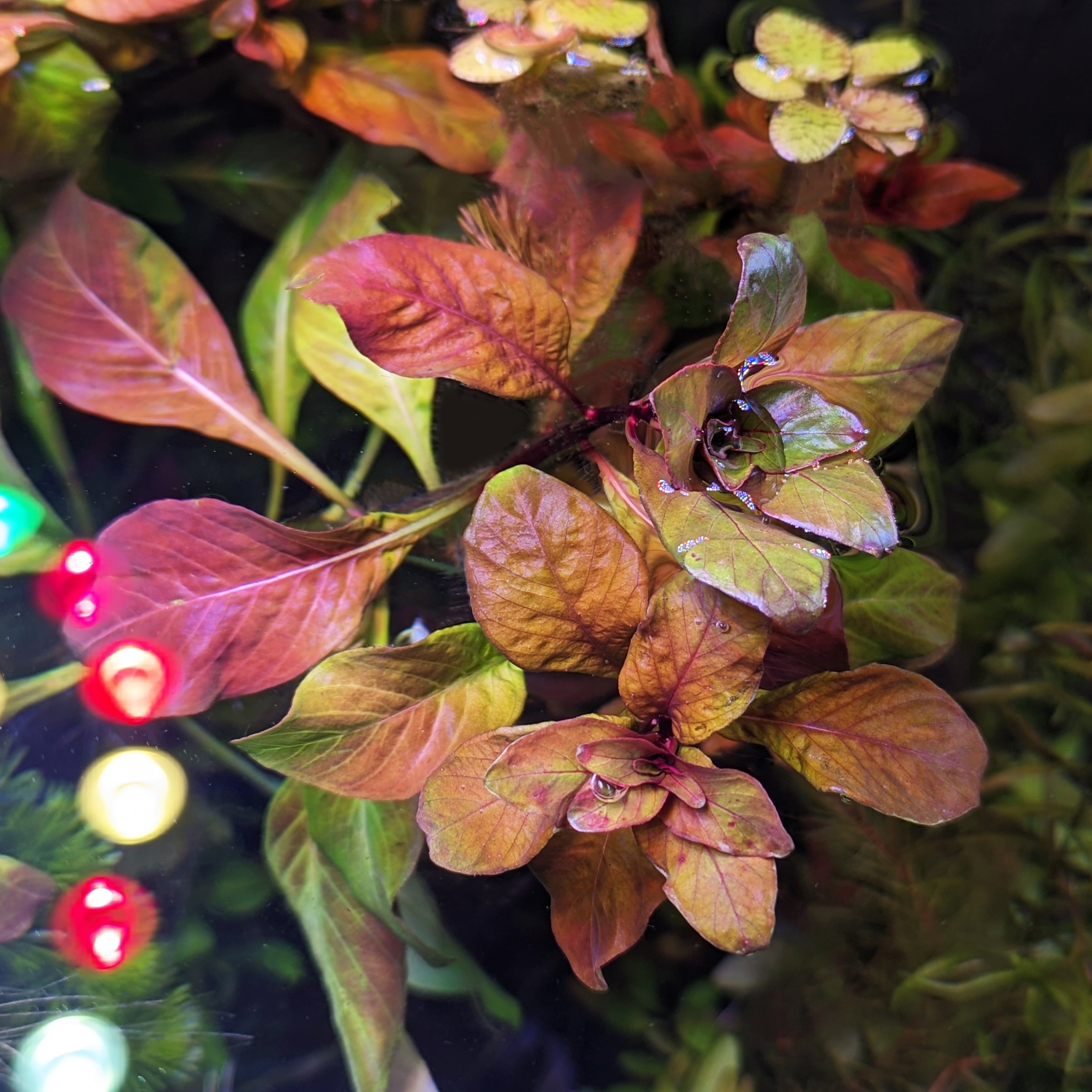Ludwigia Inclinata "Cuba"