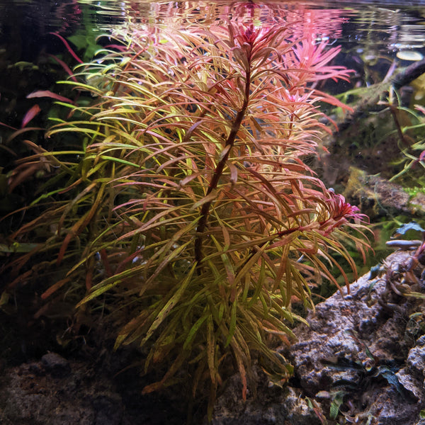 Ludwigia Pantanal