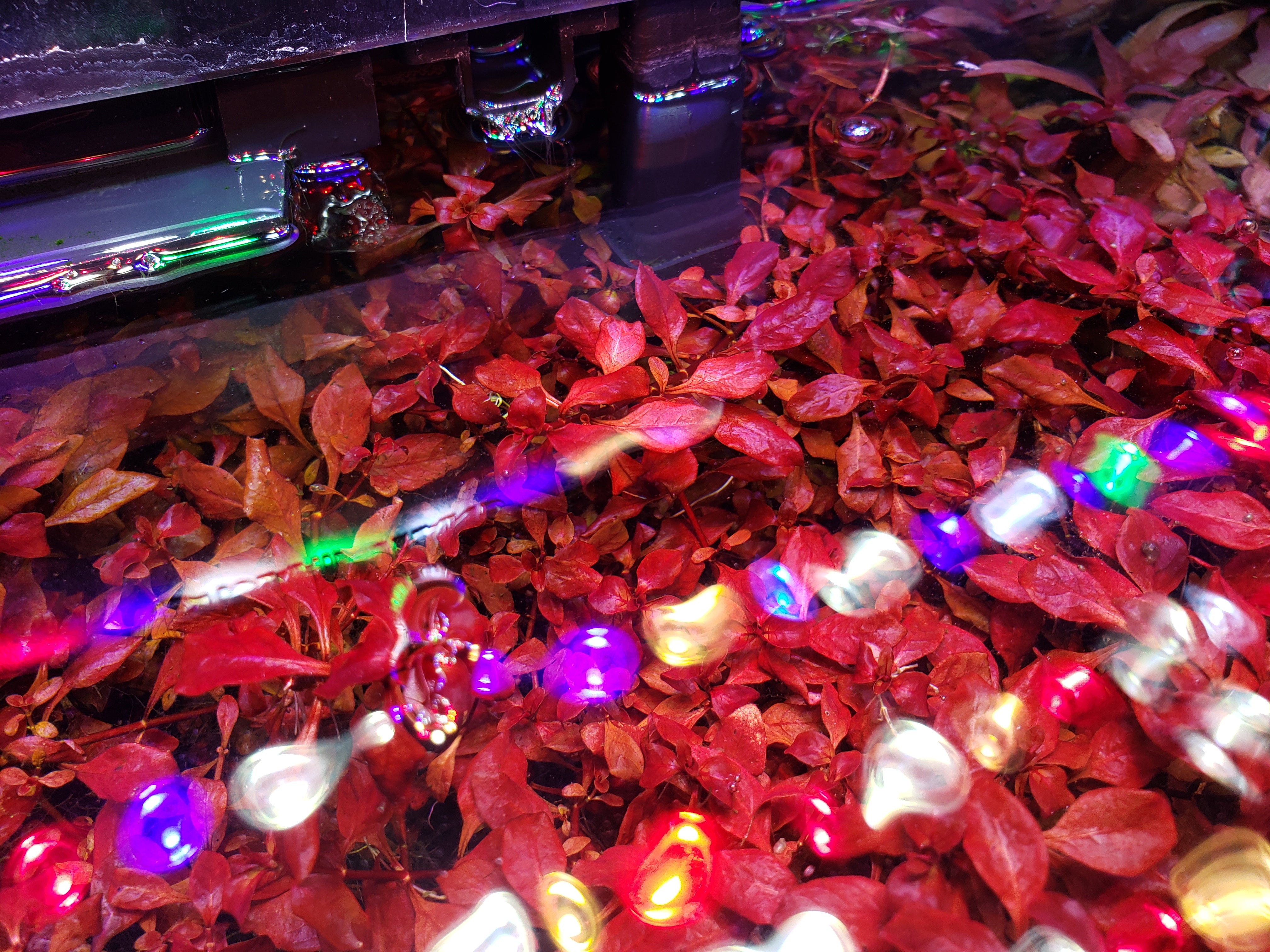 Ludwigia Super Red Mini