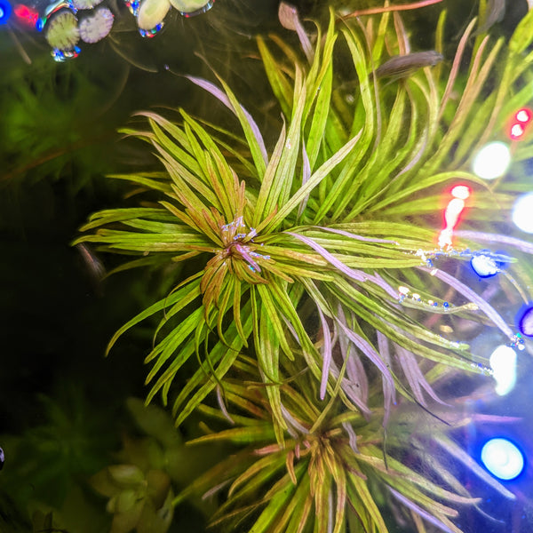 Ludwigia Inclinata Cuba