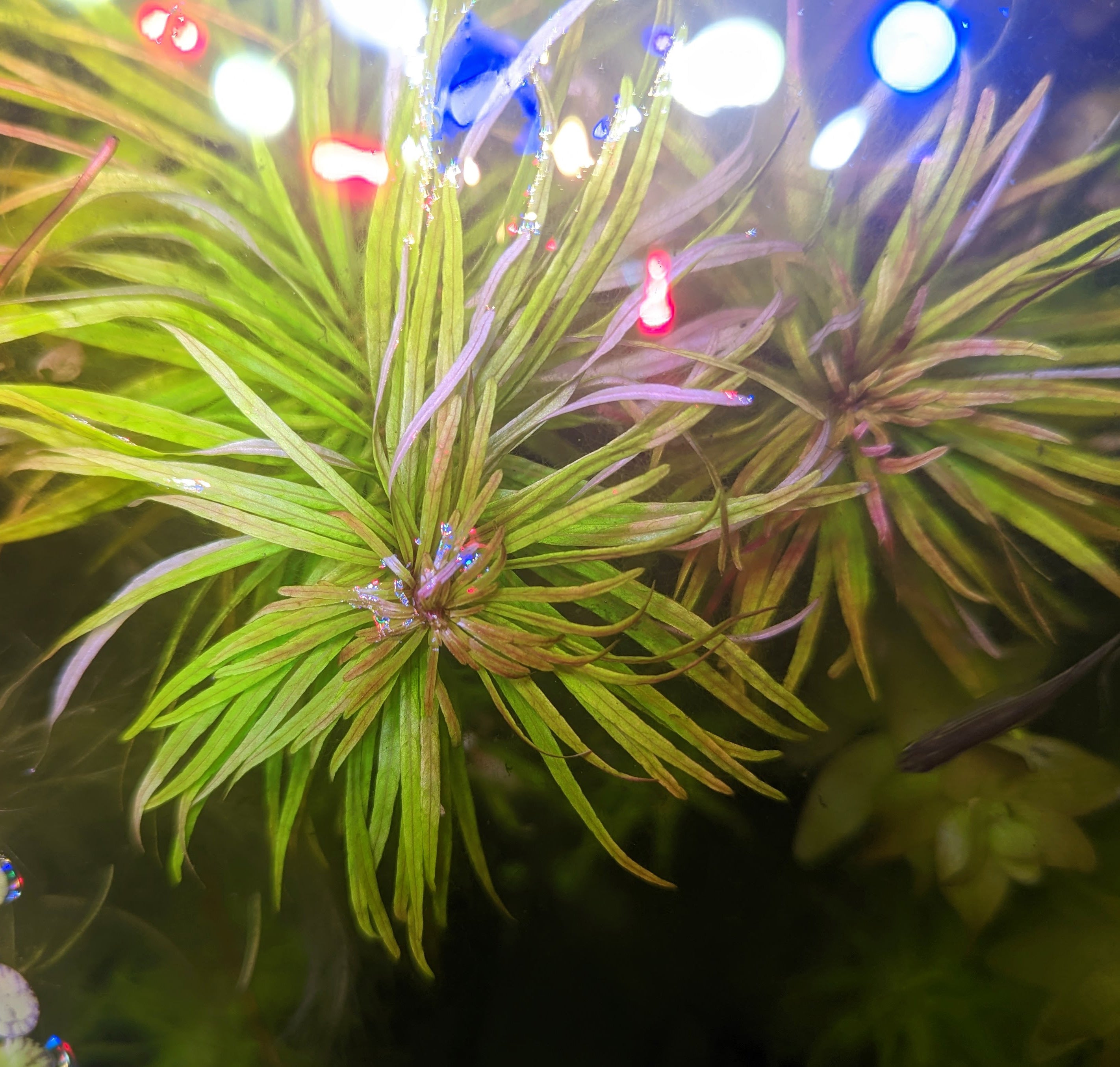 Ludwigia Inclinata Cuba
