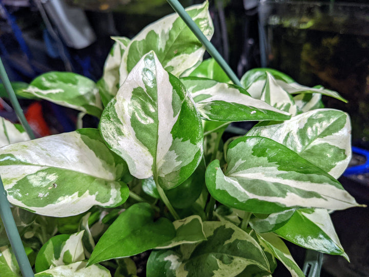 pothos n joy toxic N'Joy Pothos | Live House Plants For Sale