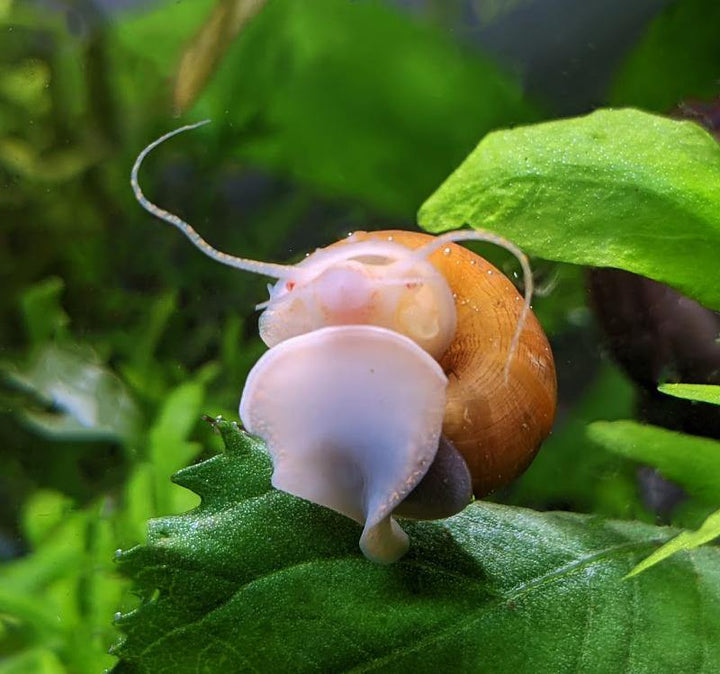 Gold Mystery Snails (Pomacea Bridgesii) - Windy City Aquariums