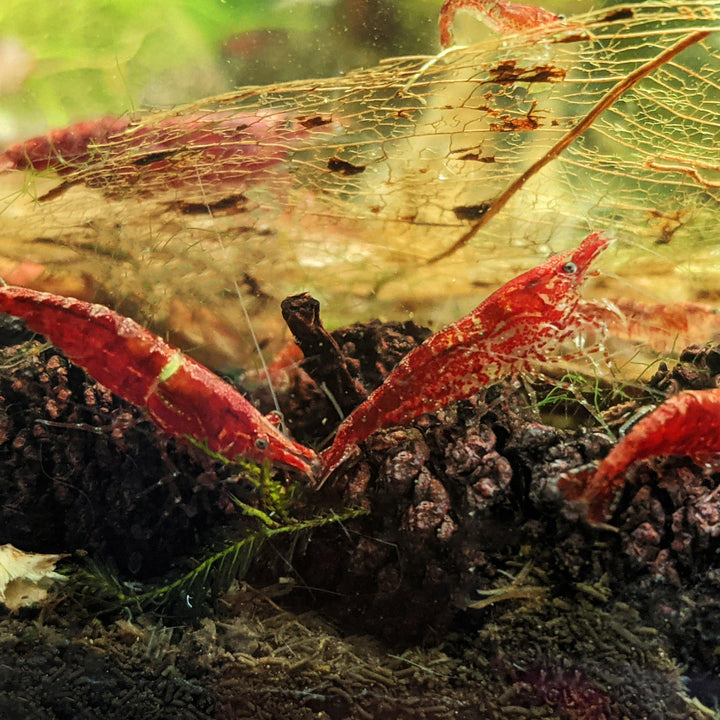 10 Red Cherry Shrimp - Windy City Aquariums