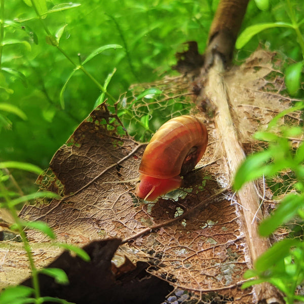 Gold-Red Ramshorn Snails (5-7) - Windy City Aquariums