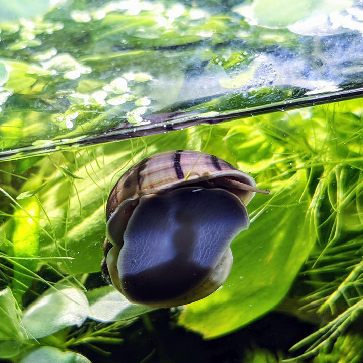 Purple Mystery Snails (Pomacea Bridgesii) - Windy City Aquariums