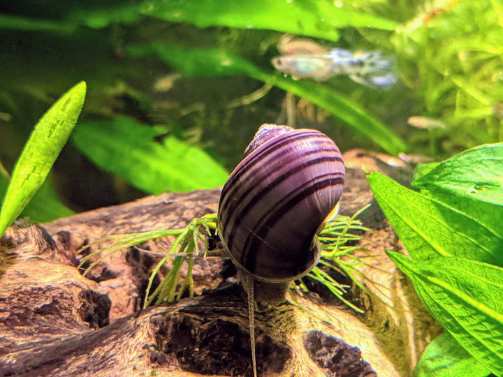 Purple Mystery Snails (Pomacea Bridgesii) - Windy City Aquariums