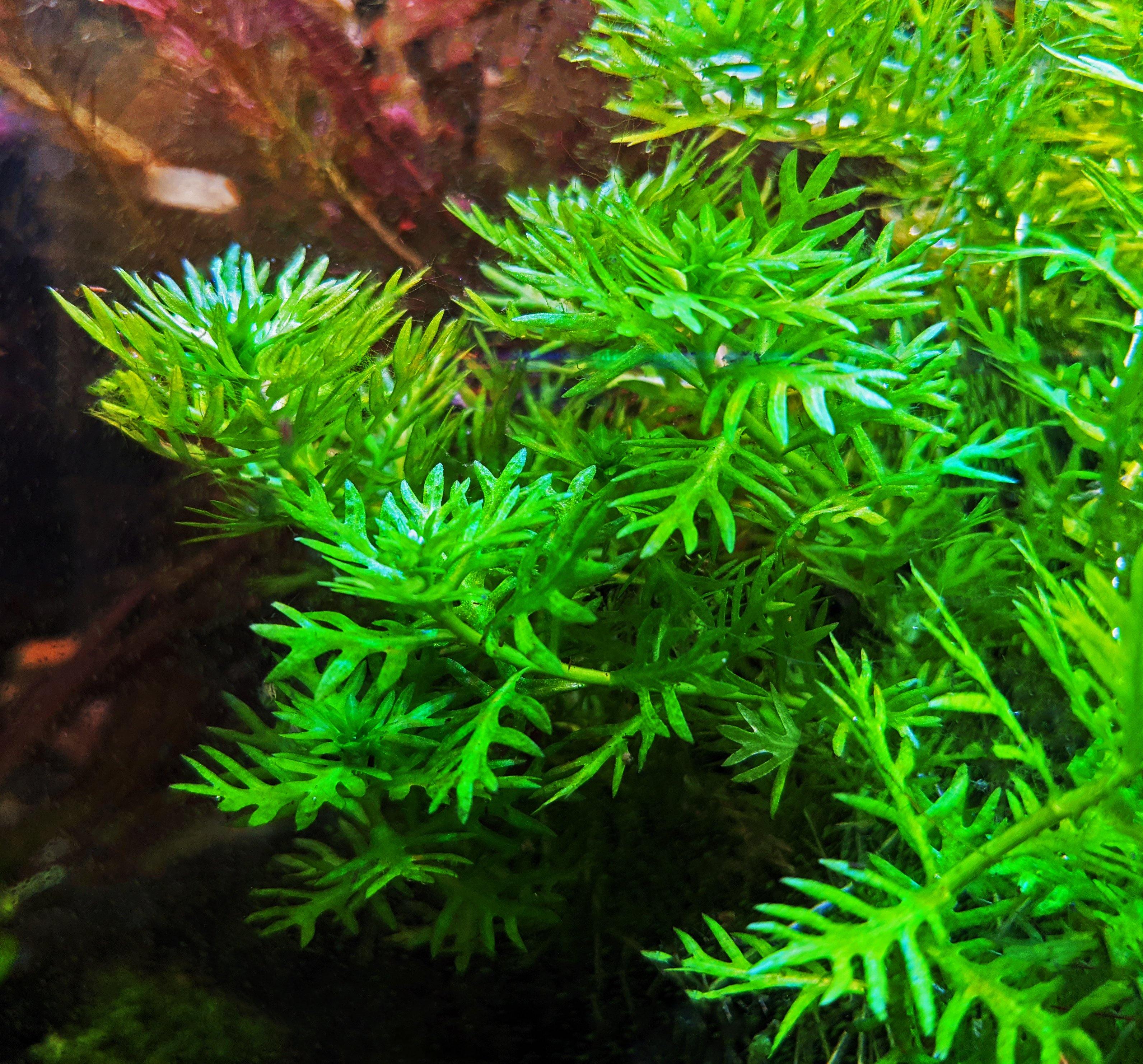 Hottonia Palustris - Windy City Aquariums