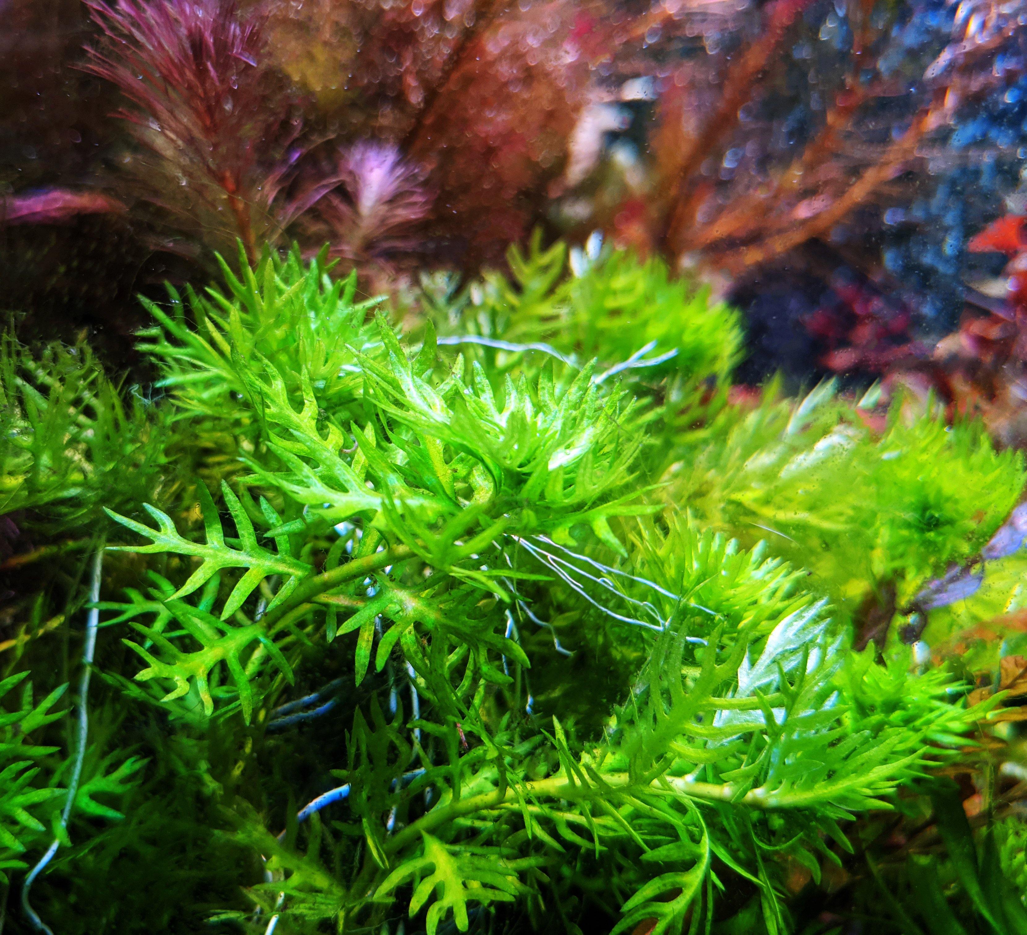 Hottonia Palustris - Windy City Aquariums