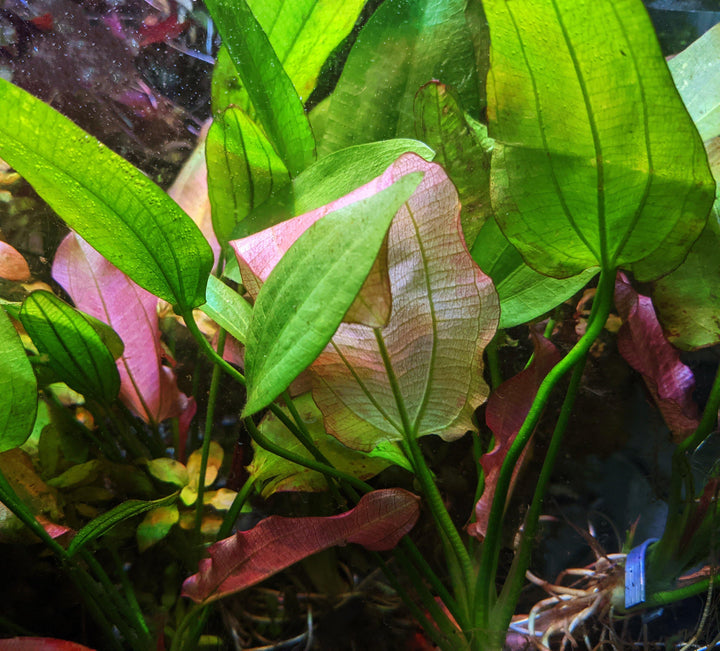 Oriental Sword (Echinodorus Oriental) - Windy City Aquariums
