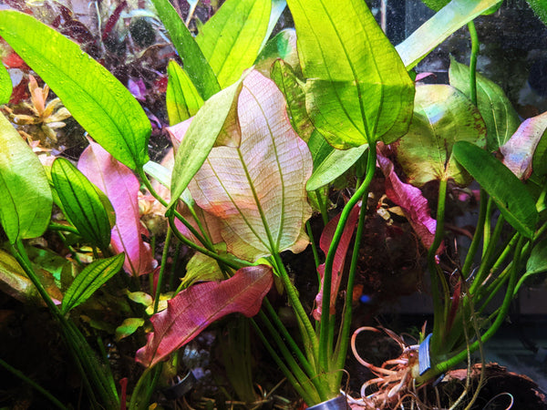 Oriental Sword (Echinodorus Oriental) - Windy City Aquariums