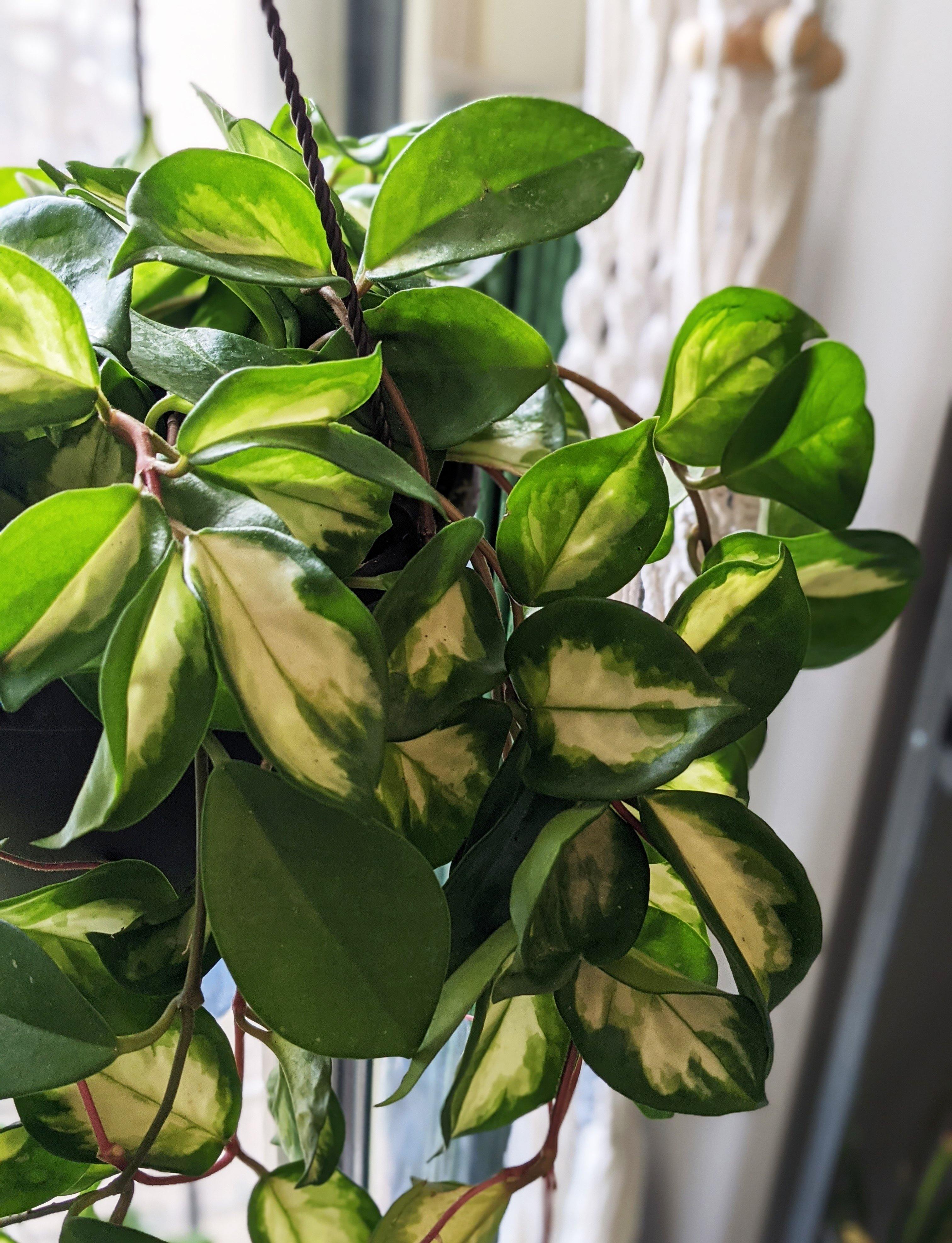 Hoya carnosa "Krimson Princess" - Windy City Aquariums