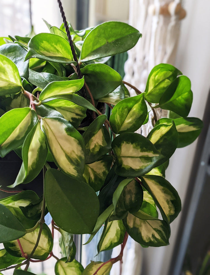 Hoya carnosa "Krimson Princess" - Windy City Aquariums