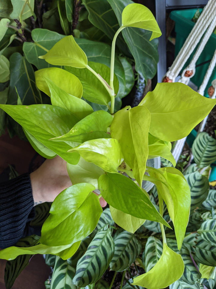 neon pothos with variegation Neon Pothos | Shop Live House Plants