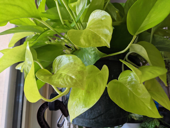 Neon Pothos - Windy City Aquariums