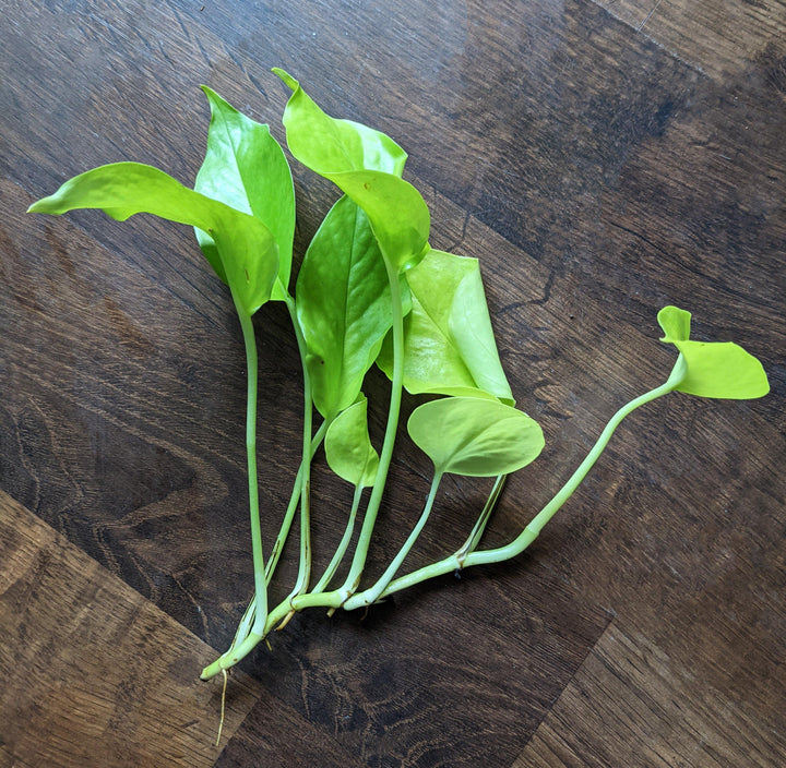 Neon Pothos - Windy City Aquariums