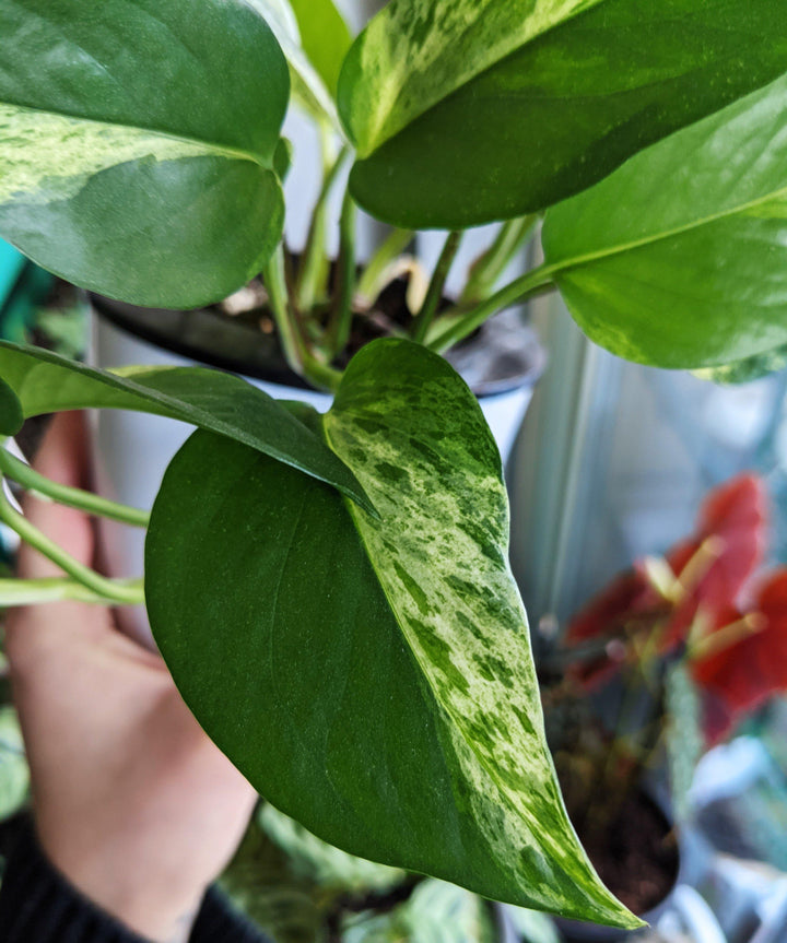 Marble Queen Pothos - Windy City Aquariums