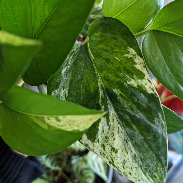 Marble Queen Pothos - Windy City Aquariums