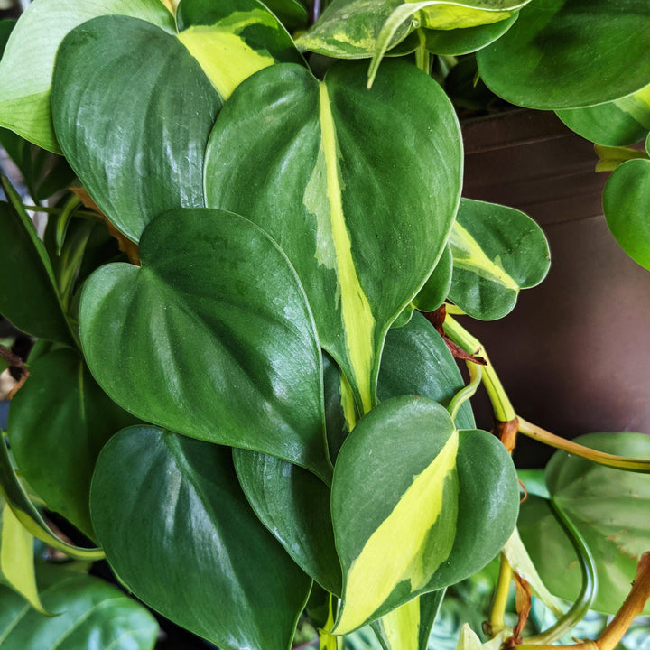 Philodendron hederaceum "Brasil" - Windy City Aquariums