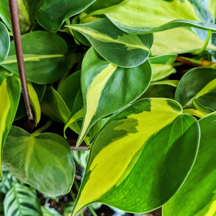 Philodendron hederaceum "Brasil" - Windy City Aquariums