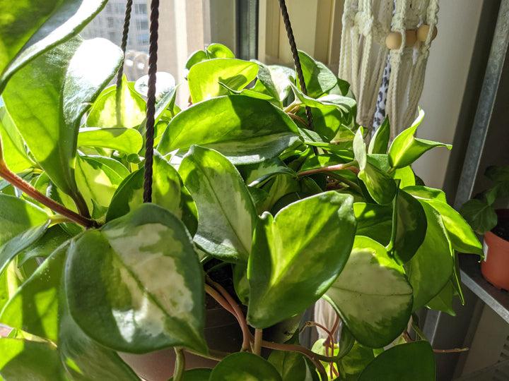 Hoya carnosa "Krimson Princess" - Windy City Aquariums