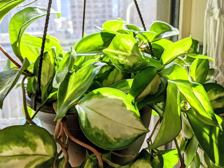 Hoya carnosa "Krimson Princess" - Windy City Aquariums