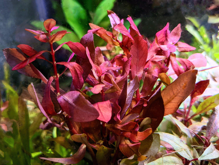 Ammannia Gracilis - Windy City Aquariums