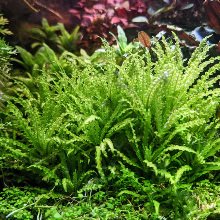 Pogostemon Helferi - Windy City Aquariums