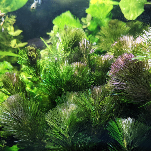 Purple Cabomba - Windy City Aquariums