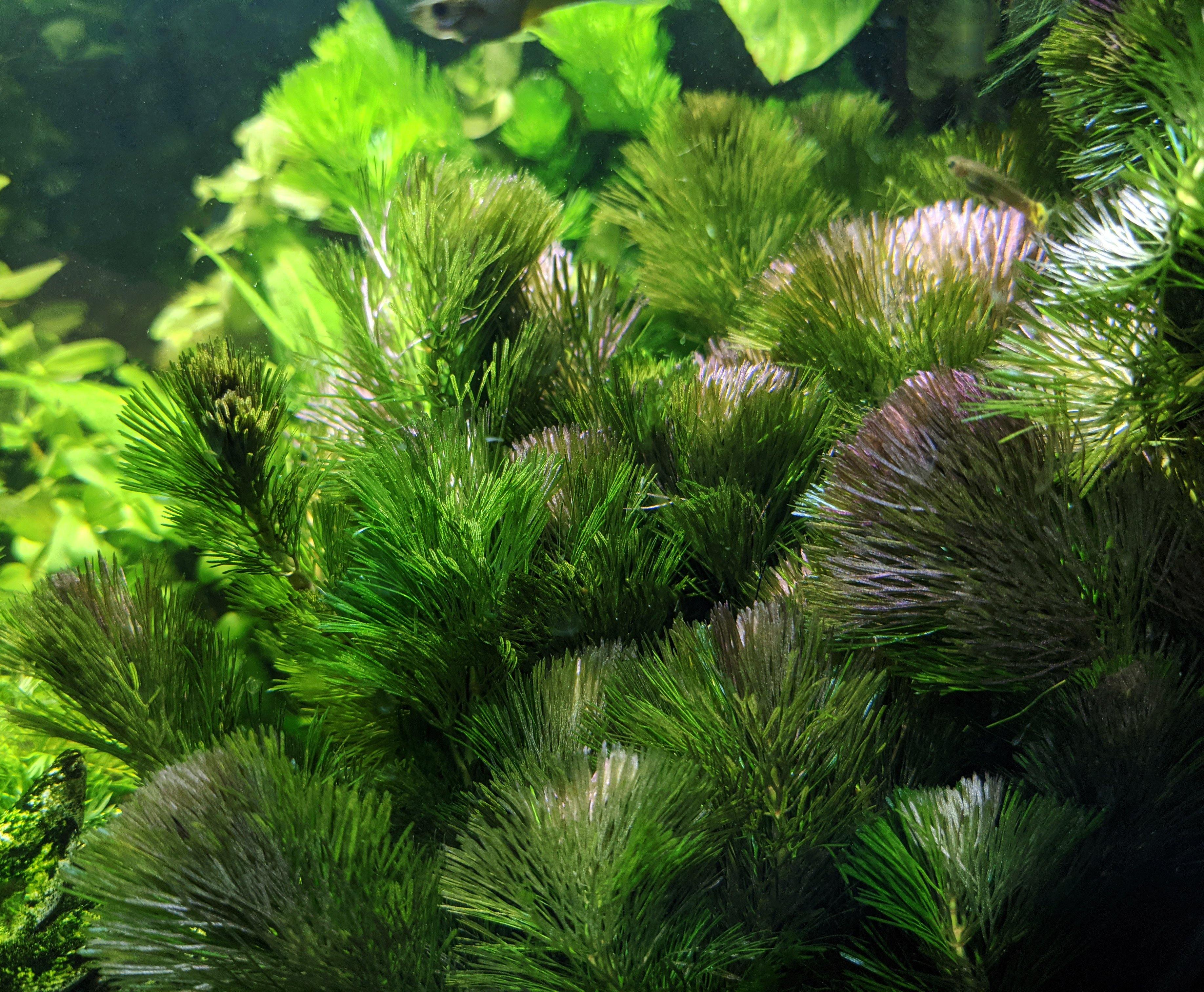 Purple Cabomba - Windy City Aquariums