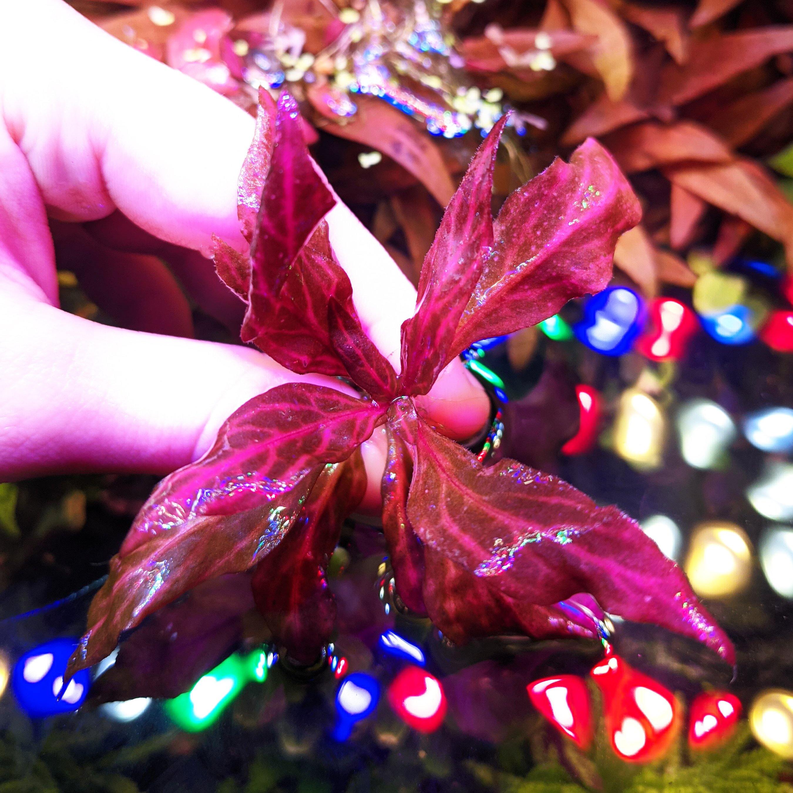 Alternanthera Reineckii 'Rosanervig' UNS TISSUE CULTURE - Windy City Aquariums