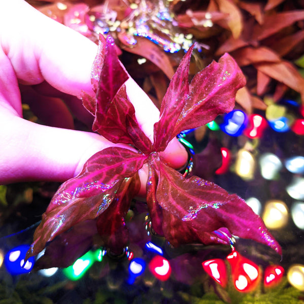 Alternanthera Reineckii 'Rosanervig' UNS TISSUE CULTURE - Windy City Aquariums