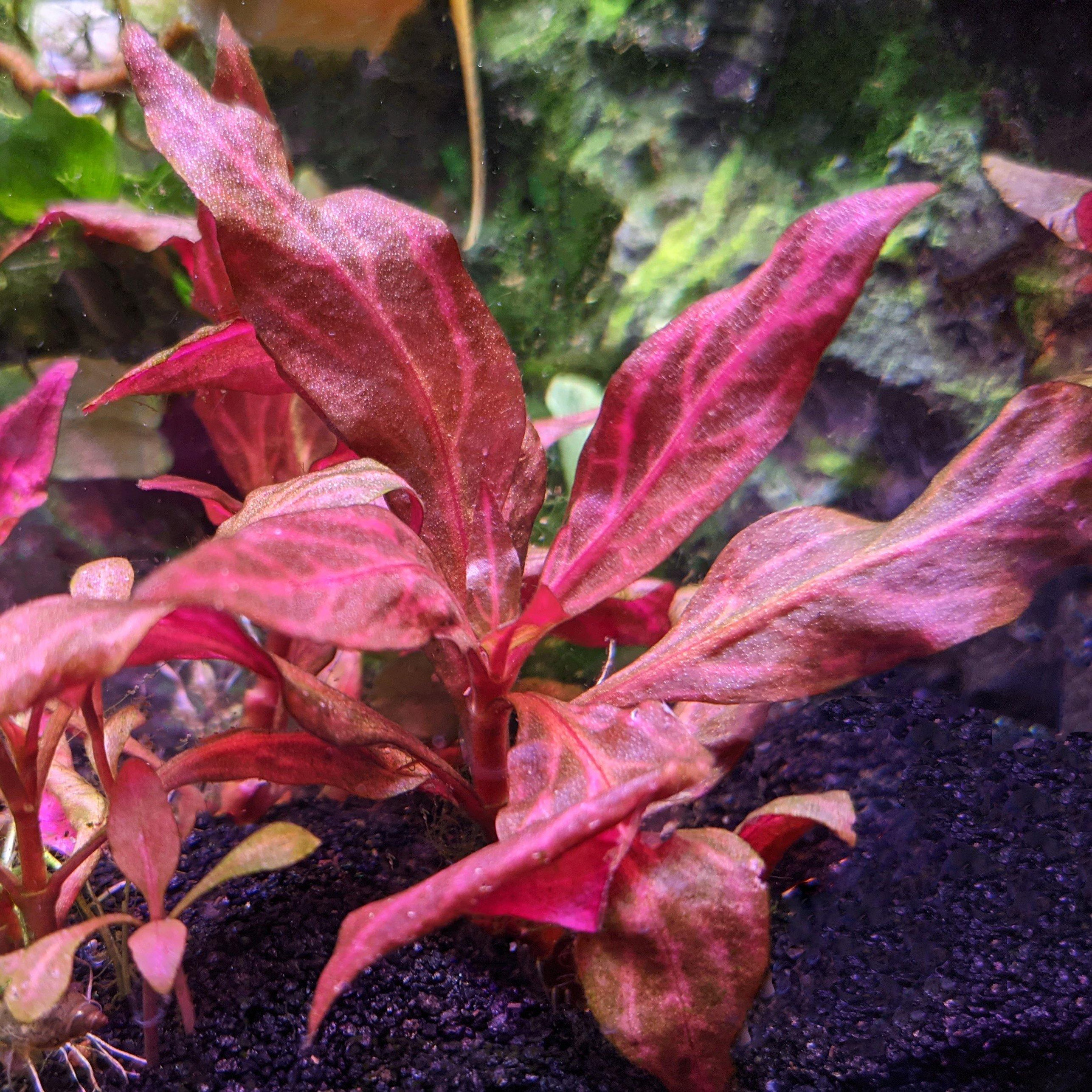 Alternanthera Reineckii 'Rosanervig' UNS TISSUE CULTURE - Windy City Aquariums