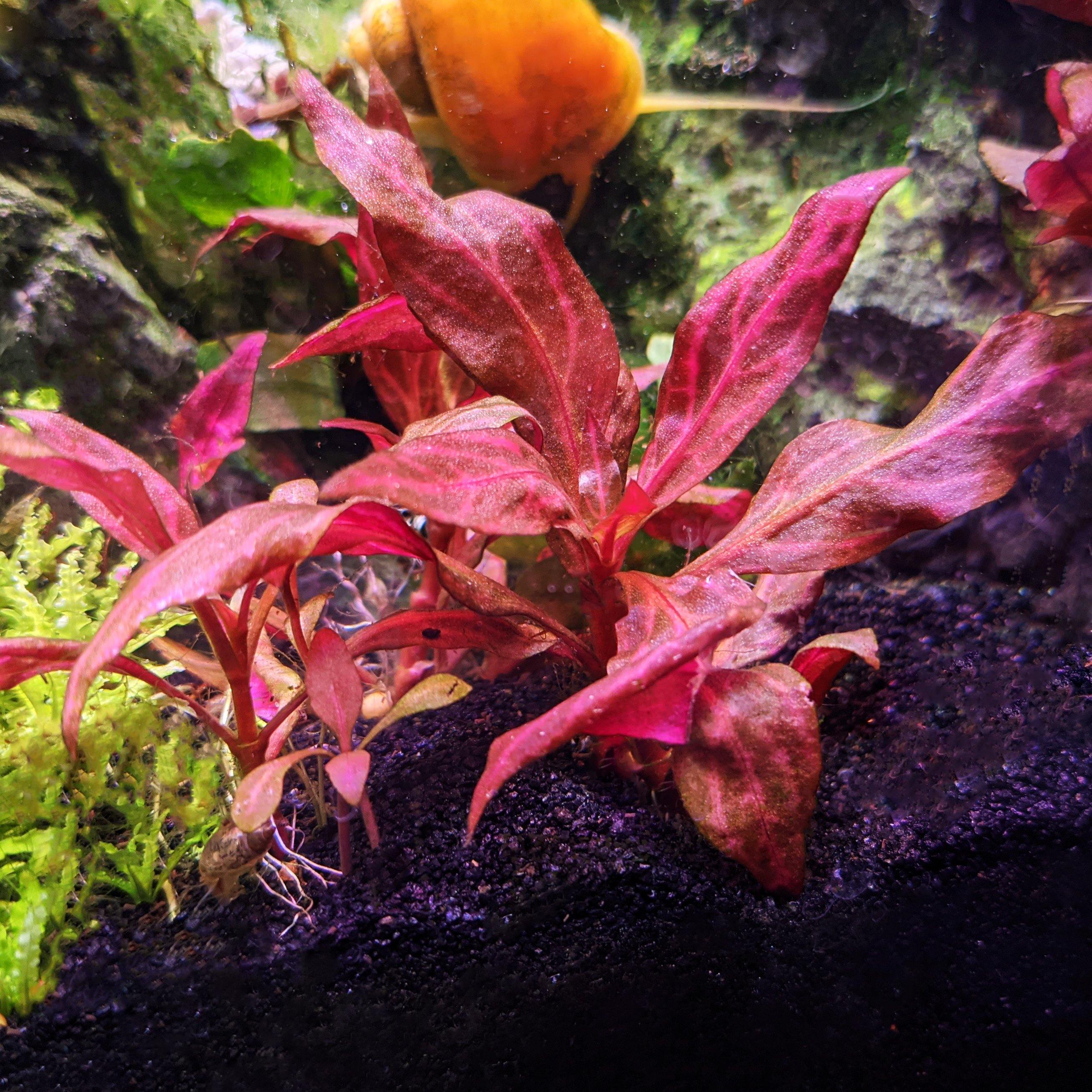 Alternanthera Reineckii 'Rosanervig' UNS TISSUE CULTURE - Windy City Aquariums